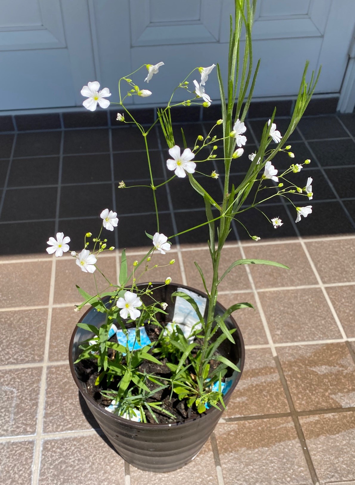 かすみ草