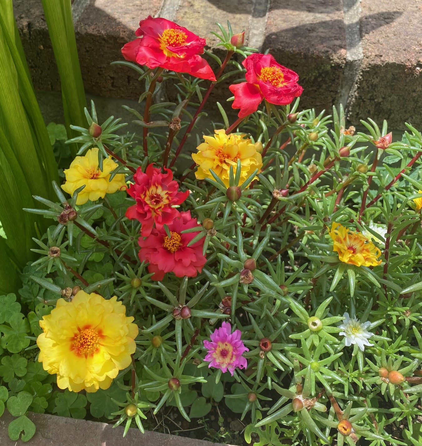 松葉ボタン