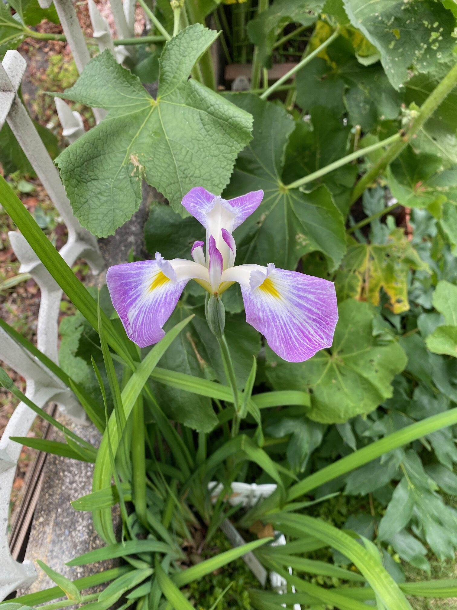 花菖蒲