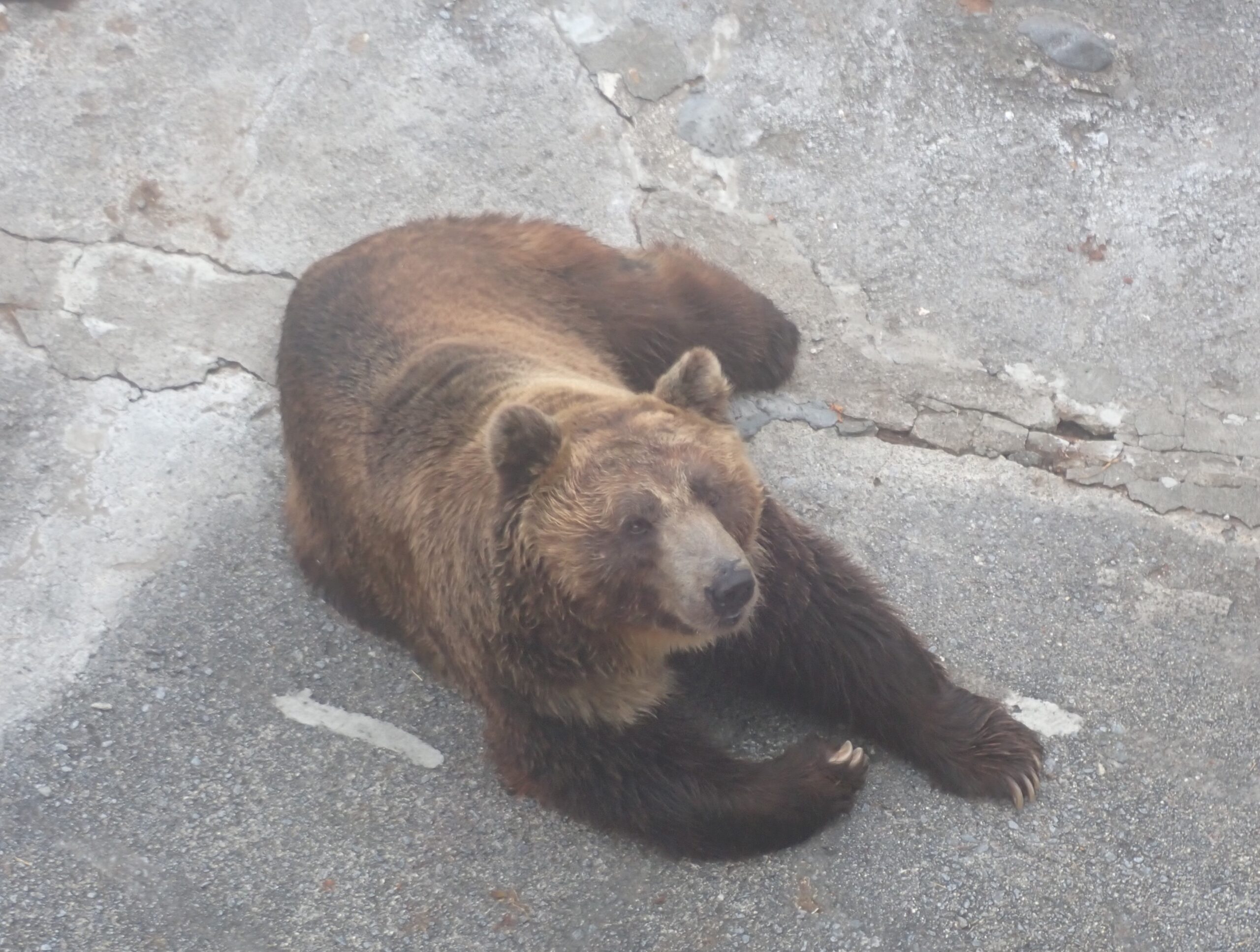 のぼりべつクマ牧場