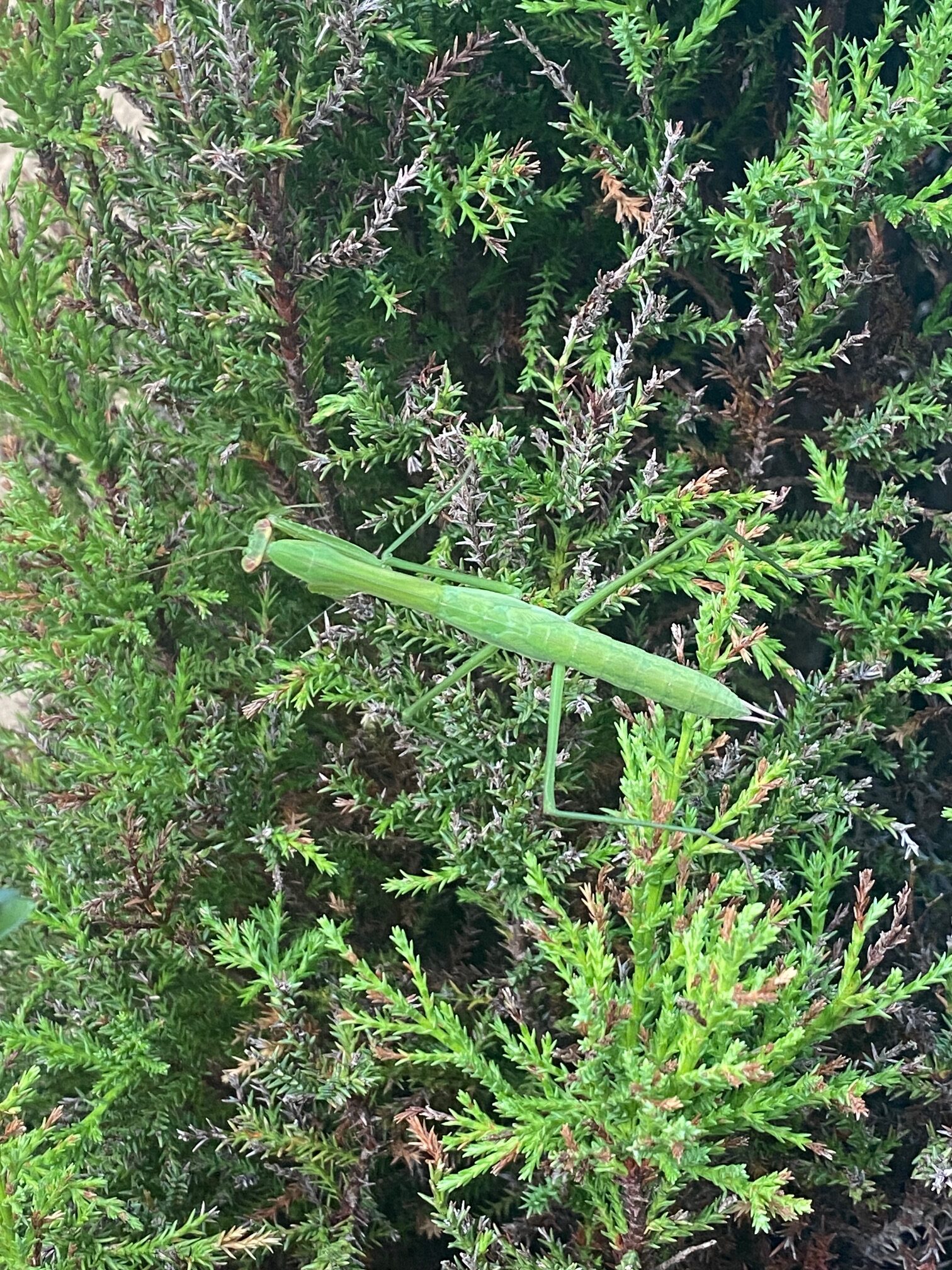 カマキリ