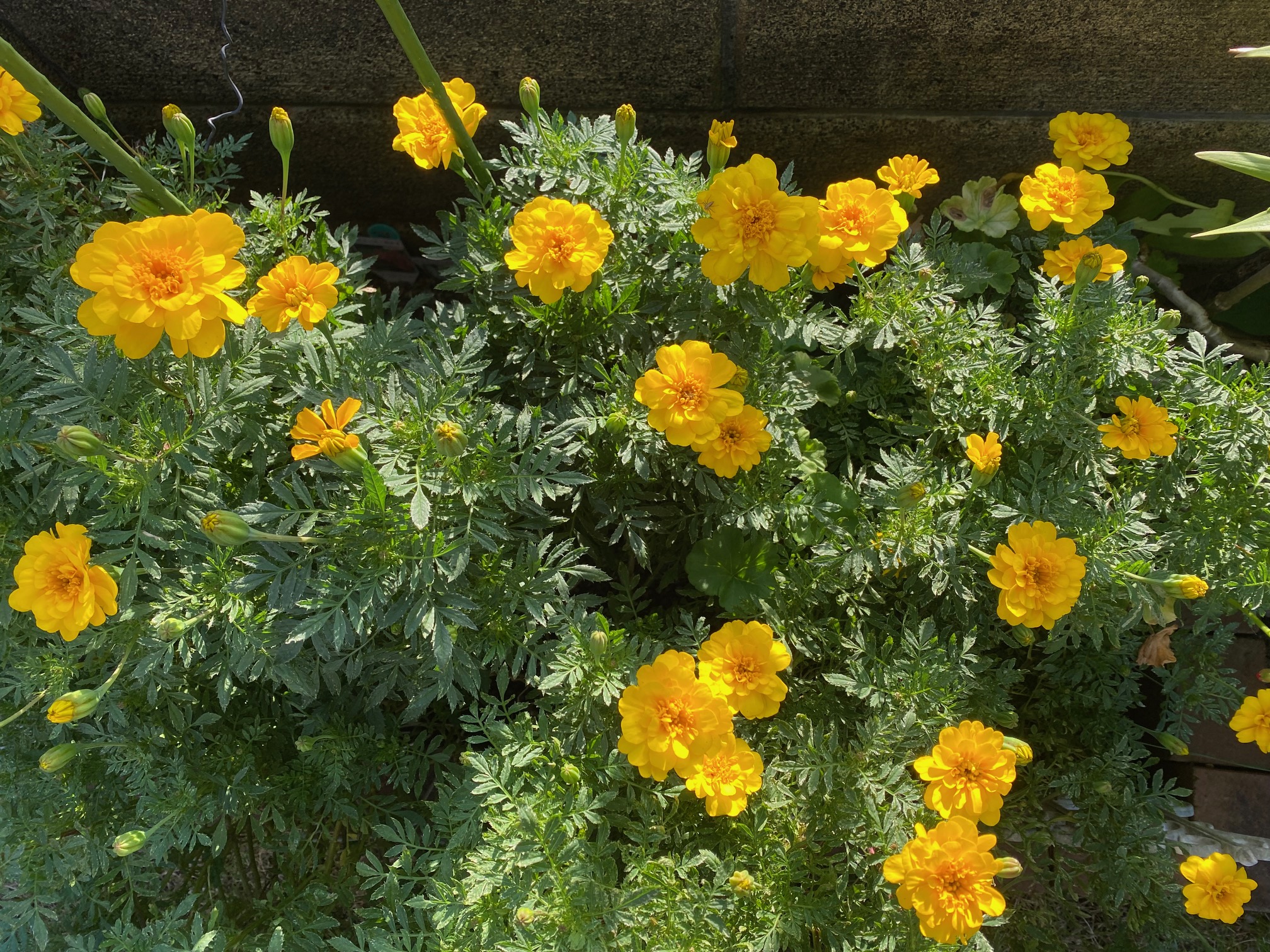 マリーゴールドー２