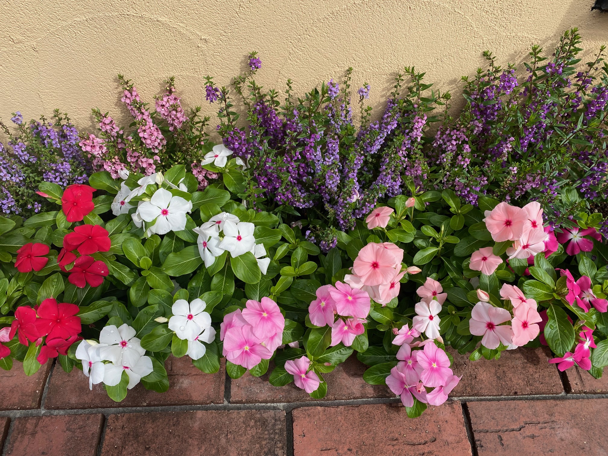 日々草、アンゲロニア