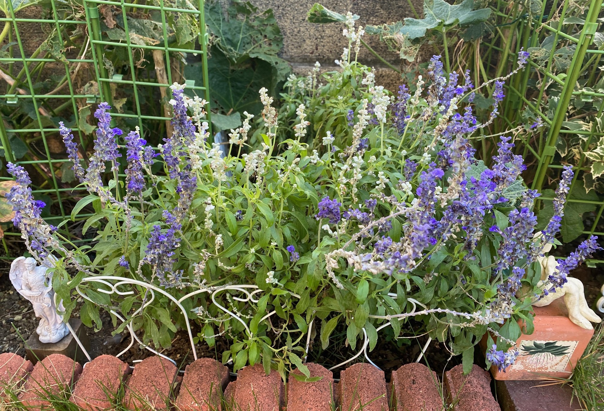 サルビア・ファリナセア