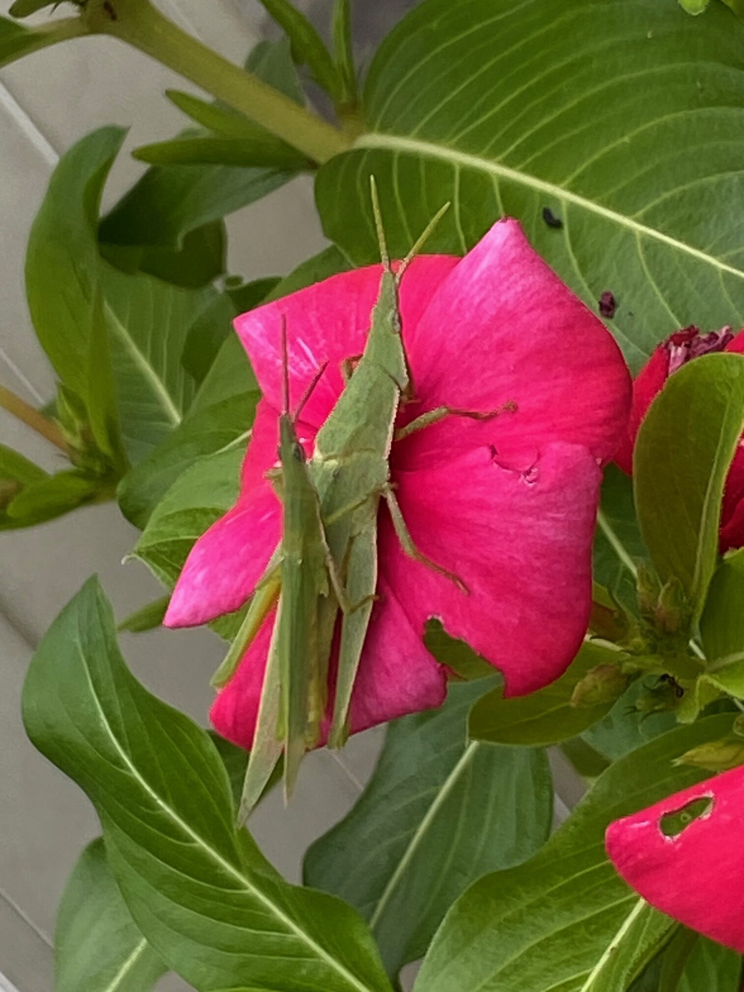 ショウリョウバッタ